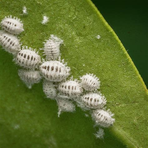 Mealy Bug Control Strategies for a Thriving Garden | Soiled India