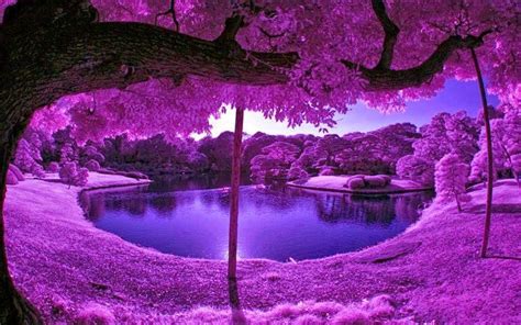 Image result for Purple Tree
