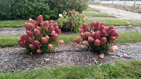 How Big Can Hydrangeas Get The Ultimate Guide To Size Varieties In Your Garden