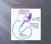 Зображення за запитом Сперматозоїд