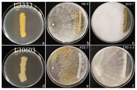 Endophytic Fungi Associated with Coffee Leaves in China Exhibited In ...