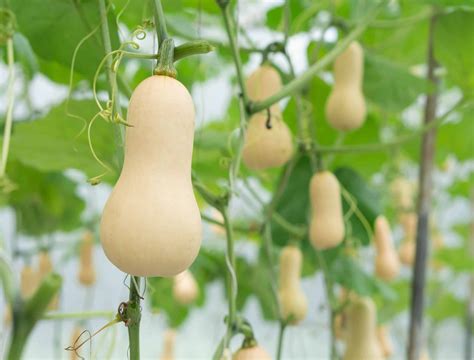 How to Grow and Care for Butternut Squash