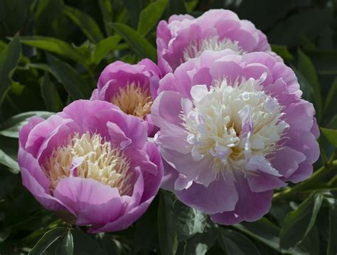 Peony Colors And Varieties