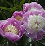 Peony 的图像结果