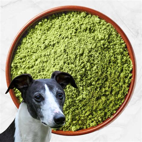 Can Dogs Eat Matcha
