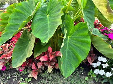 Elephant Ear Plant Care: Everything You Need to Know - The Tropical ...