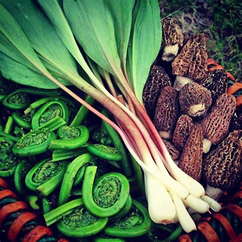 Local Produce Company 的图像结果