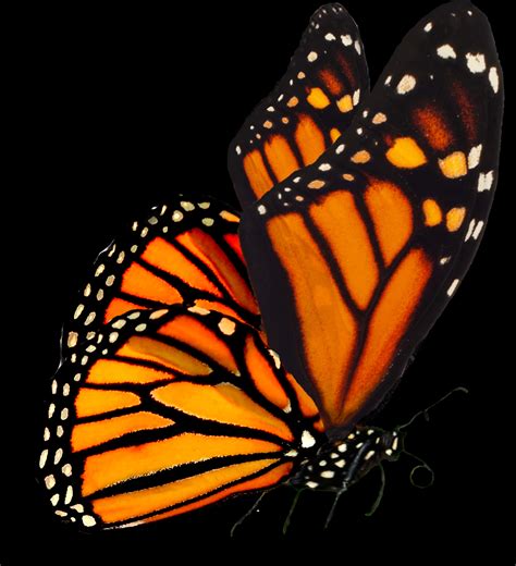 Download A Butterfly With Black And Orange Wings [100% Free] - FastPNG