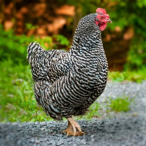 Buy Barred Plymouth Rock Started Pullets - Valley Hatchery