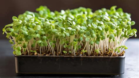 Types of Microgreens: The Definitive Guide to Growing, Harvesting, and ...