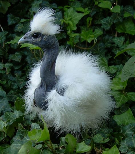 Information About the Furry Silkie Chicken - HubPages