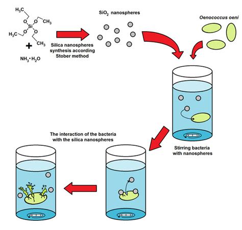 Foods | Special Issue : New Frontiers in Wine Microbiology