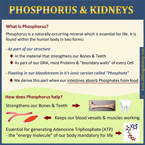 Phosphorus & the CKD Diet - All Things Kidney ~ Official