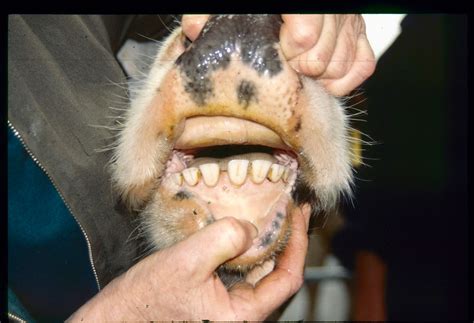 Do Cows Have Teeth