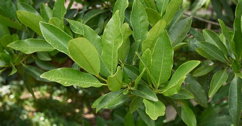 Organic Allspice leaves – GreenDNA® India