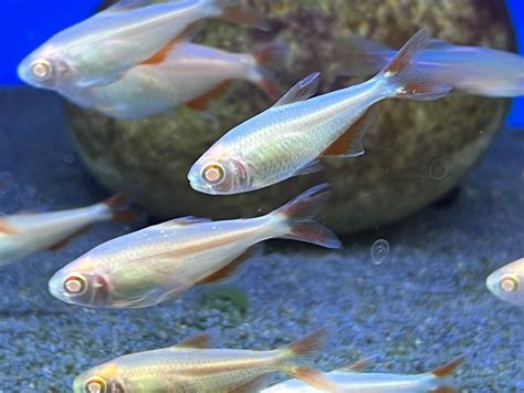 Buenos Aires Tetra Max Size