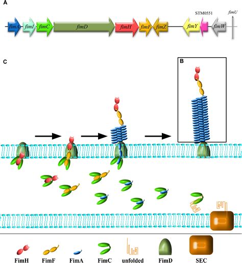 Binding of Cloned S-Fimbriated E. coli to Human