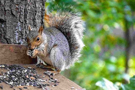 Squirrels Give Rabies at Sarah Gooding blog