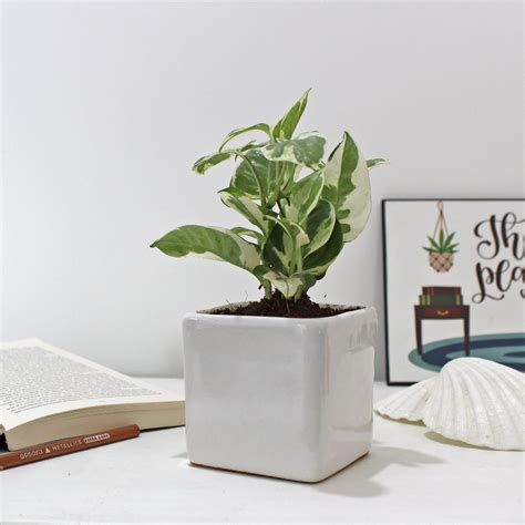Air Purifier Lucky Money Plant - Buy Live House Plant Online India ...