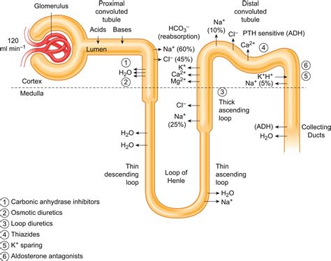 Types Of High Ceiling Diuretics at Melva Duran blog