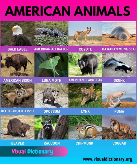 What Is The Native Animal Of North America at Carmen Pink blog