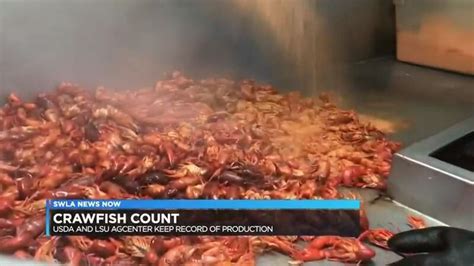 USDA and LSU Agricultural Center document amount of crawfish
