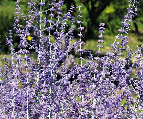 Expert tips for when to cut back Russian sage annually | Homes and Gardens
