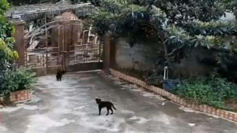 大象破门闯入居民家吃饭菜，小狗奋力吠叫-动物视频-搜狐视频