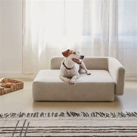 Podenco andaluz: características, carácter y cuidados