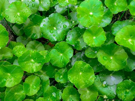 Premium Photo | Centella asiatica medicinal plants that have medicinal properties