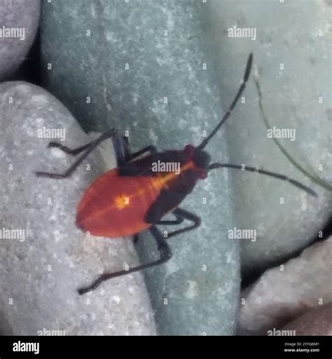 Eastern Boxelder Bug (Boisea trivittata Stock Photo - Alamy