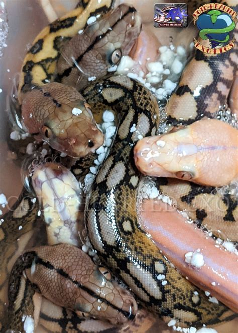 Image result for Baby Hatching Python