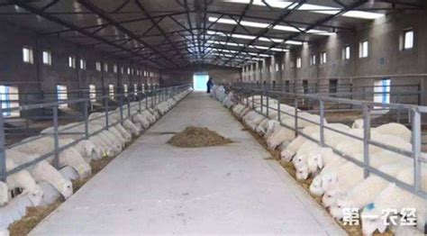 建设养羊大棚 山羊养殖棚搭建 散养育肥养羊棚施工安装_器械设备 - 养羊网