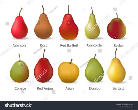 Different Types Of Pears