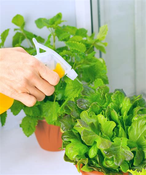 How to grow lettuce indoors – expert tips for…