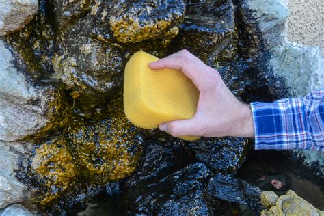 How To Remove And Prevent Algae In A Fountain | Backyard water ...