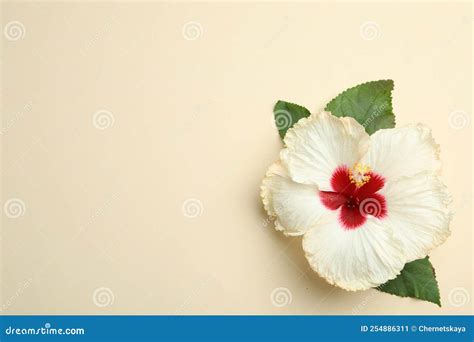 Beautiful Tropical Hibiscus Flower with Leaves on Beige Background, Top ...