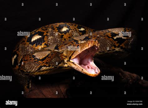 Image result for Netzpython Bite