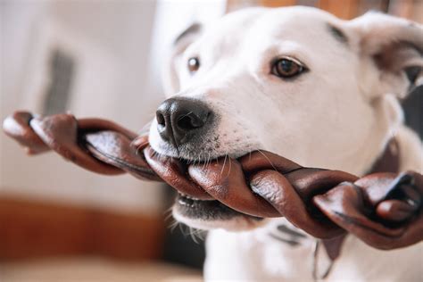 Safe Dog Chews for Aggressive Chewers | Bully Bunches