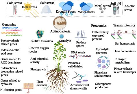 Actinobacteria–Plant Interactions in Alleviating Abiotic Stress