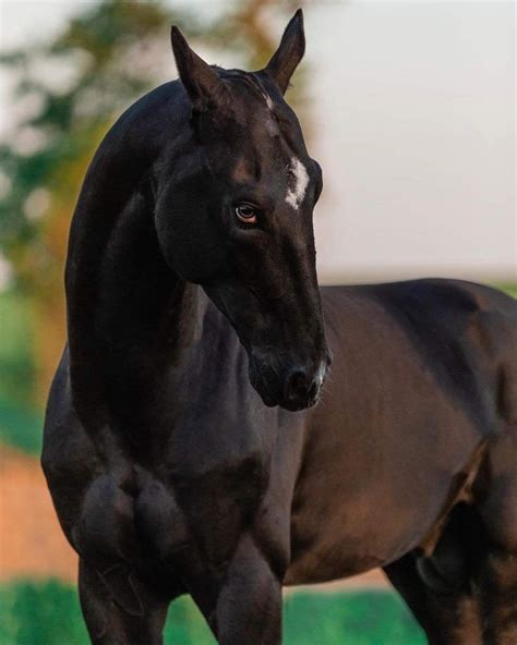 17 war horse breeds history pictures – Artofit