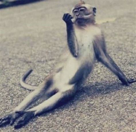 Pinterest | Monkeys funny, Cute memes, Really funny pictures