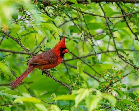 State Birds of the United States – Global Birding Initiative