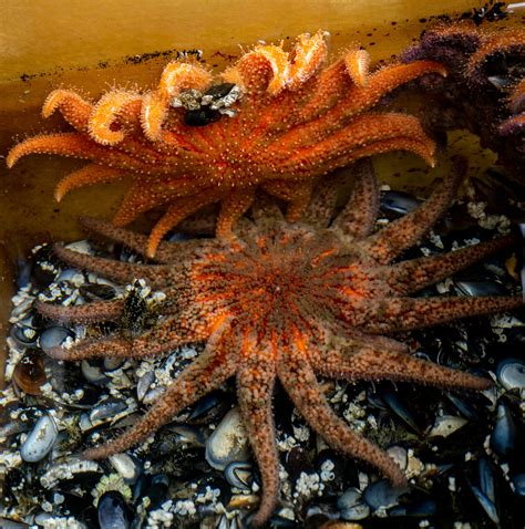 Scientists reveal bacterial cause of sea star wasting disease in a major study published today | Vox