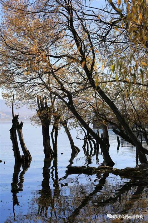冬日洱海红水杉美出圈最新素材