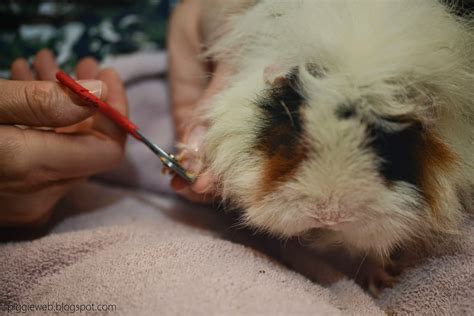 Piggie Web: Wheekly Guinea Pig Help...Clipping Guinea Pig Nails