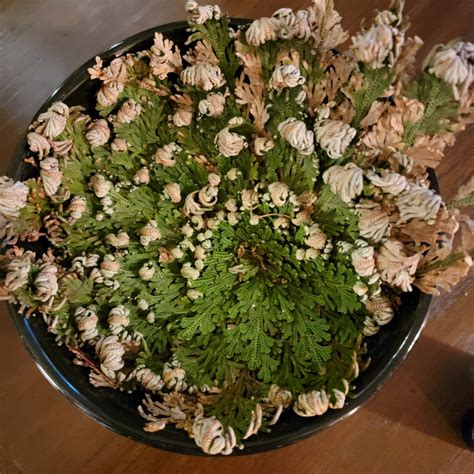 Rose of Jericho - Rosarium Blends