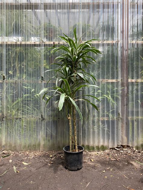 Dracaena warneckii – Mickey Hargitay Plants