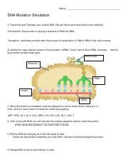 DNA Simulation Worksheet 的图像结果