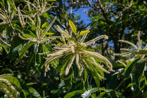 Image result for Dunstan Chestnut Tree Problems